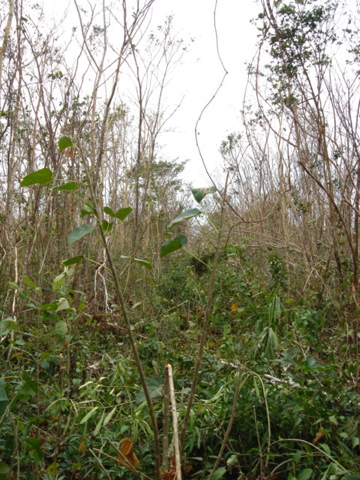 dsc00568.jpg
